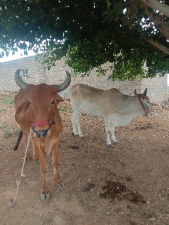 ગોઢલા વેચવાના છે