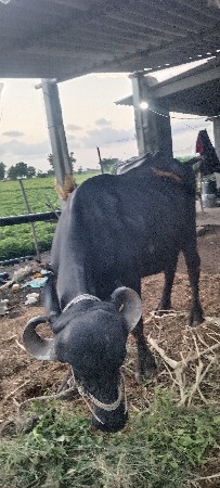 ભેંસ વેસ વાની