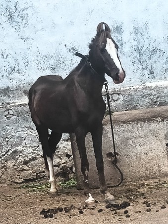 આ વસેરી વેસવાની સે ખોટા મેસેજ ના