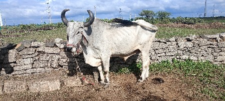 બળદ મફત દેવાનાં છે.