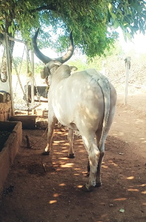 બળદ વેચવાના છે