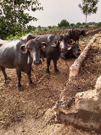 ભૅશવૅચવાનિછૅગાભણછૅદૉવાદૅશૅ