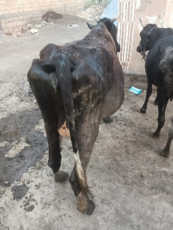 એચ. એફ. ગાય વેચવાની છે