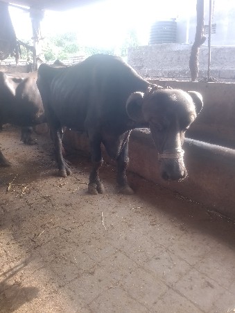 ભૅસવૅશાવ
જામનગર
ભૅસવૅશાવ