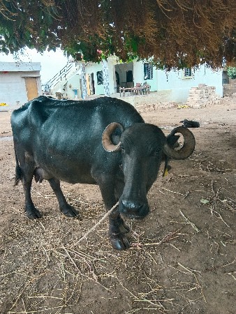 આ ભેંસ વેચવાની છે