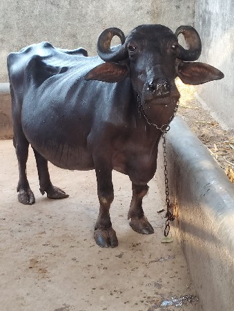 ભેંસ વેચવાની છે