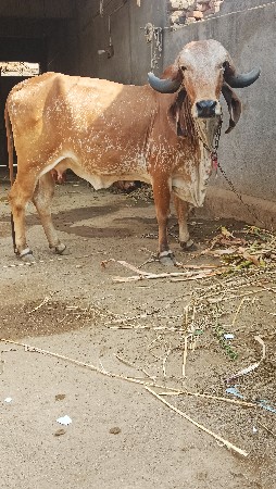 ગાય વેશવાની  સે