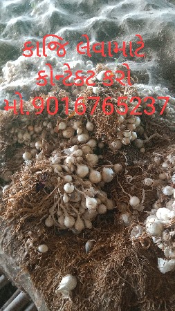 બુધેલ નિ કાજિ સફેદ