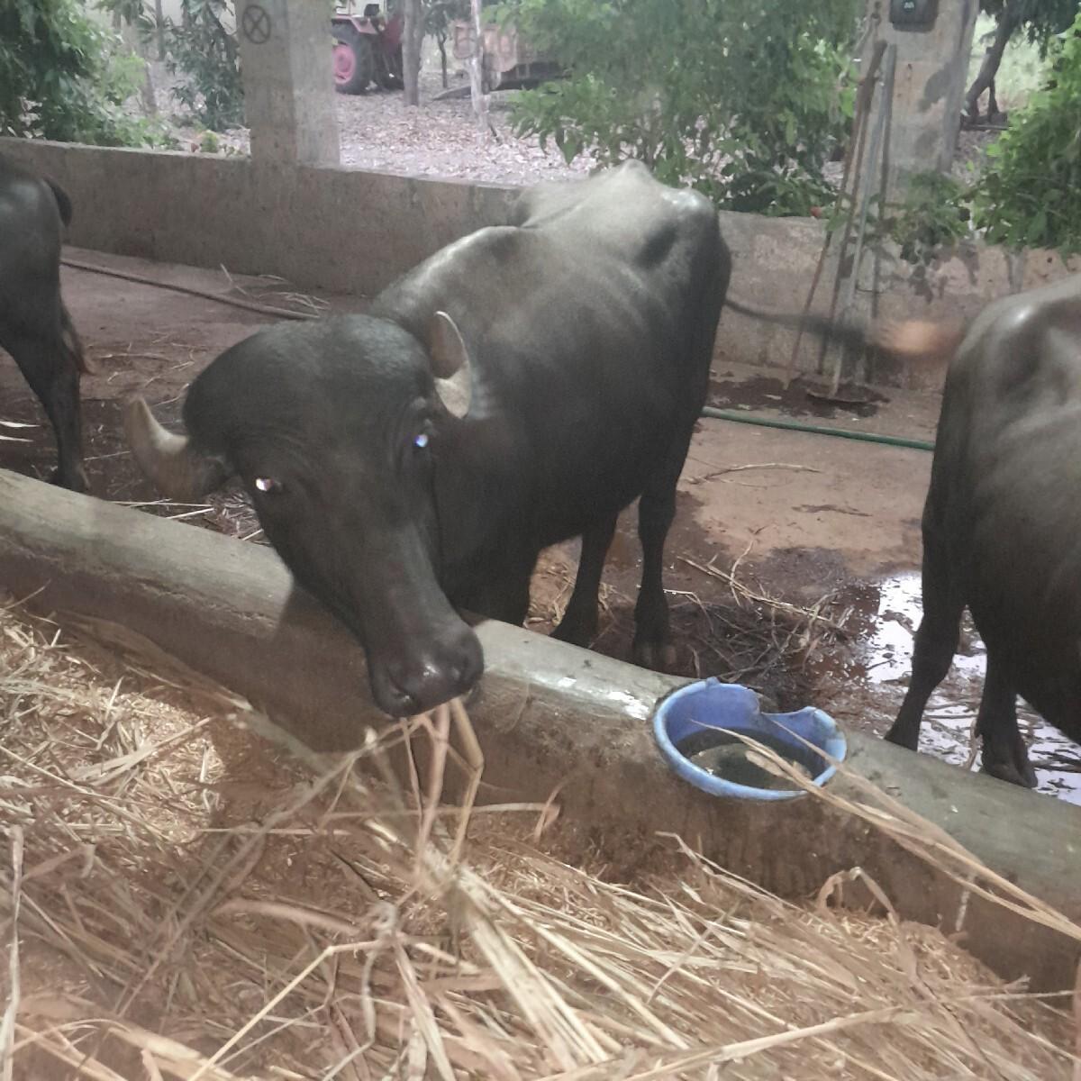 4 પાડિ, યુ વેસવાની છે,