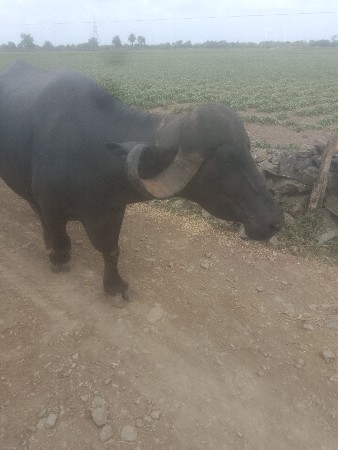ખળેલુ વેચવાનું છે ટોટલ જવાબ દારી
