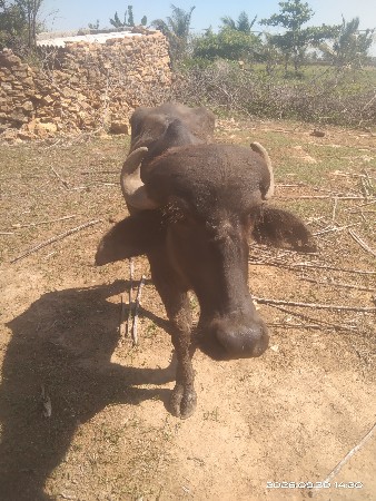 પાડી વેચવાની છે