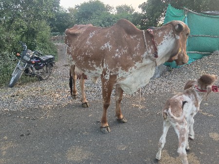 ગાય વેચવાની છે
