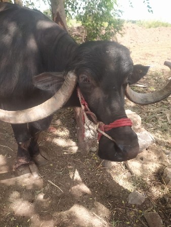 વેચવાની છે