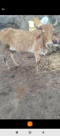 ગાય