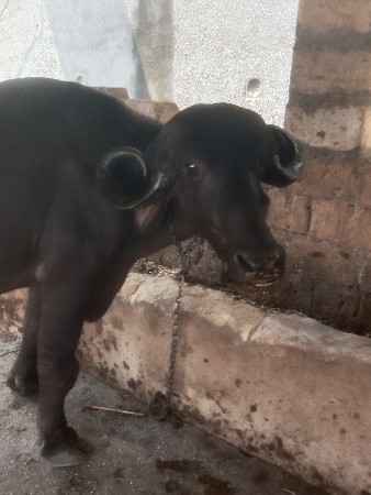 ભેંસ વેચવાની છે