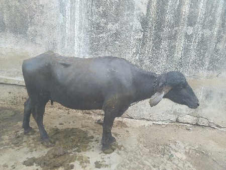 ભેંસ વેચવાની છે