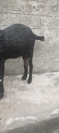 બકરી વેચવા ની દેશી