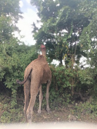 સાઢીયો વેચવા નો છે