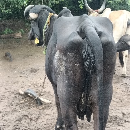 કાળી ગાય ગીર વેચવાની છે