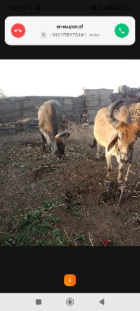 વેચવાના છે