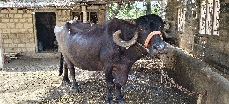 ભેંસ વેચવાની છે.