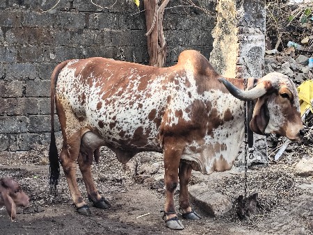 gir gay VECHAVANI chhe
