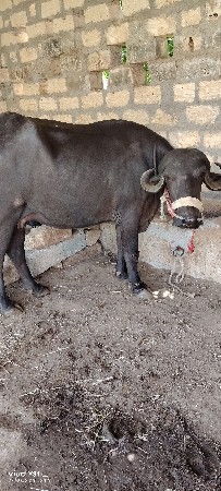 ખડેલીવેશવાનીછે