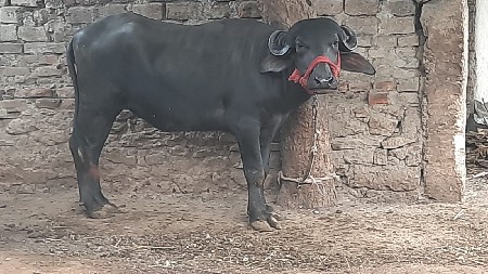 3 Vars Ni Jafrabadi Khaledi