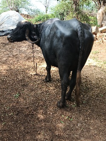 ભેંસ બેસવાની સે