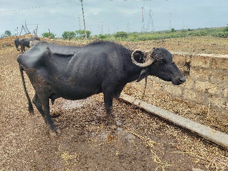 bhains bechwani se
