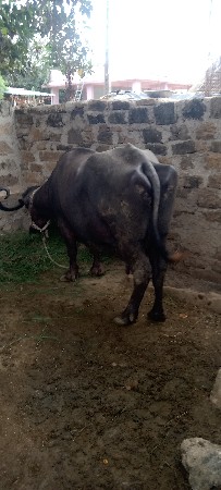 ભેંશ.વેસવાની.છે