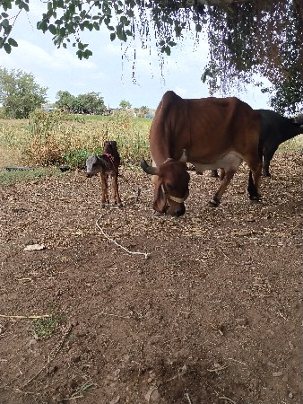 ગાય વેચાની છે