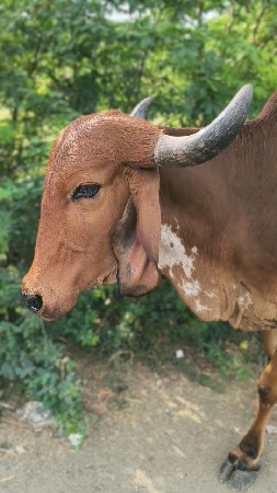 વેચવાની છે