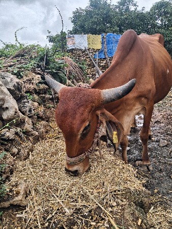 ગાય વેચવાની છે