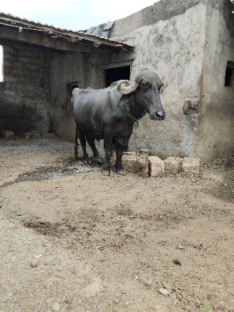ભેંસ બેસવાની સે