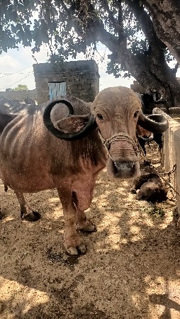 ભેંસ વેચવાની છે
