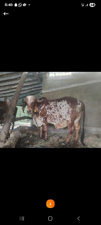 2 ગિર ગાય
