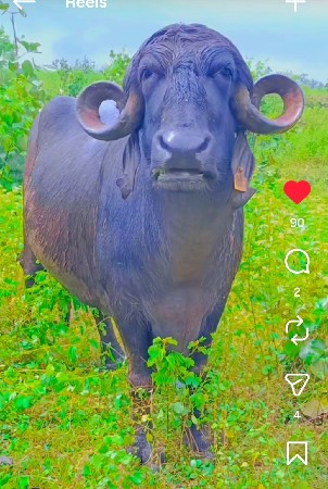 ભેસુ વેસવાની સે