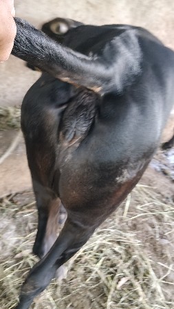 હૉડકી આપવાનીસૅ