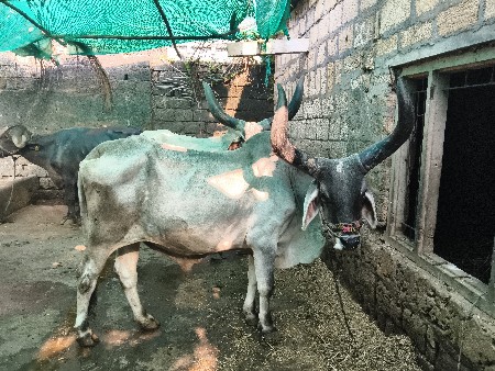 વઢીયારા બળદ વેસવા નાં છે