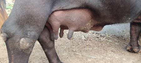 ભેંસ વેચવાની છે