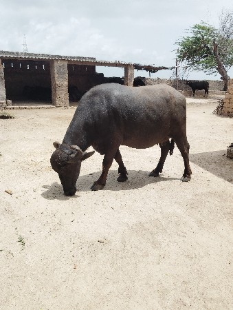 ભેંસ વેચવાની છે