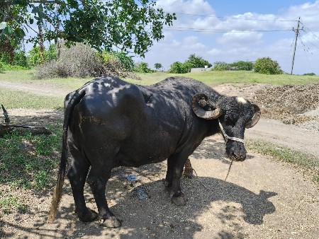 ભેંસ વેચવાની છે
