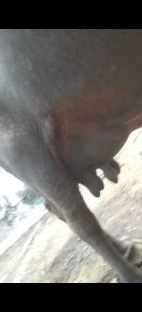 ભેંસ વેસવા ની છે