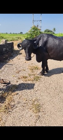 pela vetr nu khdelu veshvanu se
