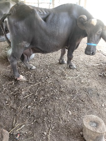 ભેંસ વેચવાની છે