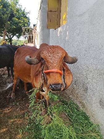 હોડકી વેચવાની છે