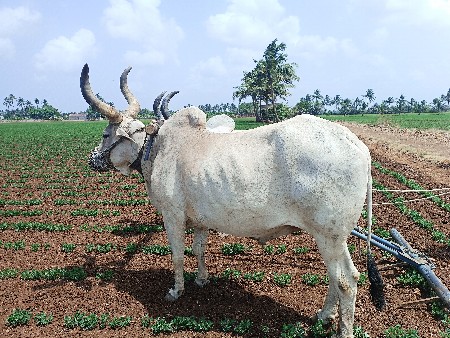બળદ વેચવાના છે.