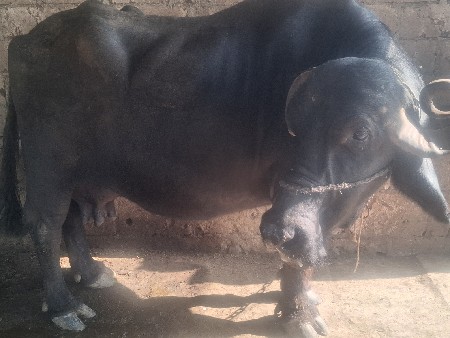 ભેંશ