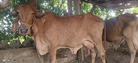 ગાય વેચવાની છે